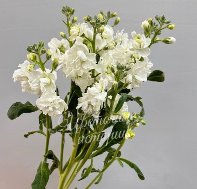 Маттиола белая