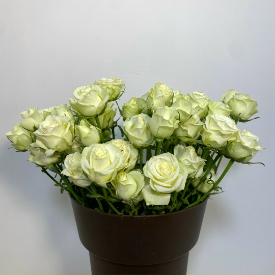 Роза кустовая