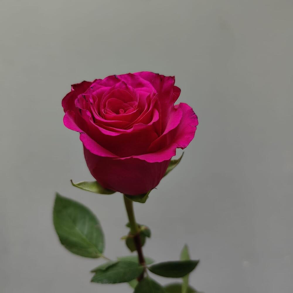 Роза Эквадор яркого розового цвета 60см (код 438)