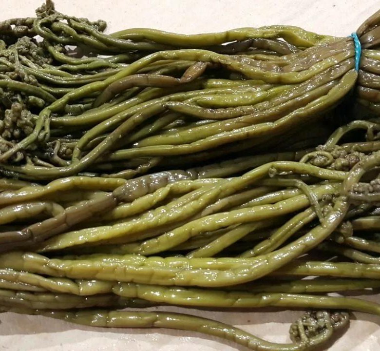 ПАПОРОТНИК ТАЁЖНЫЙ СОЛЕНЫЙ