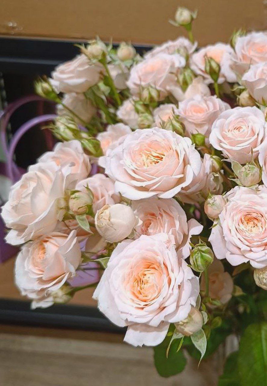 Кустовая роза Пич Деменшион