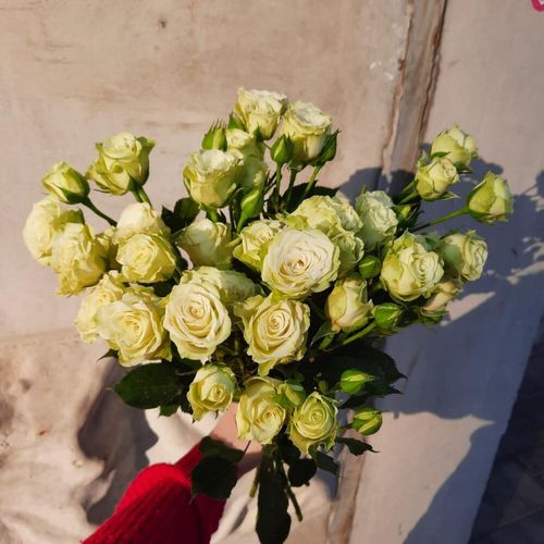 Букет кустовых роз Кения