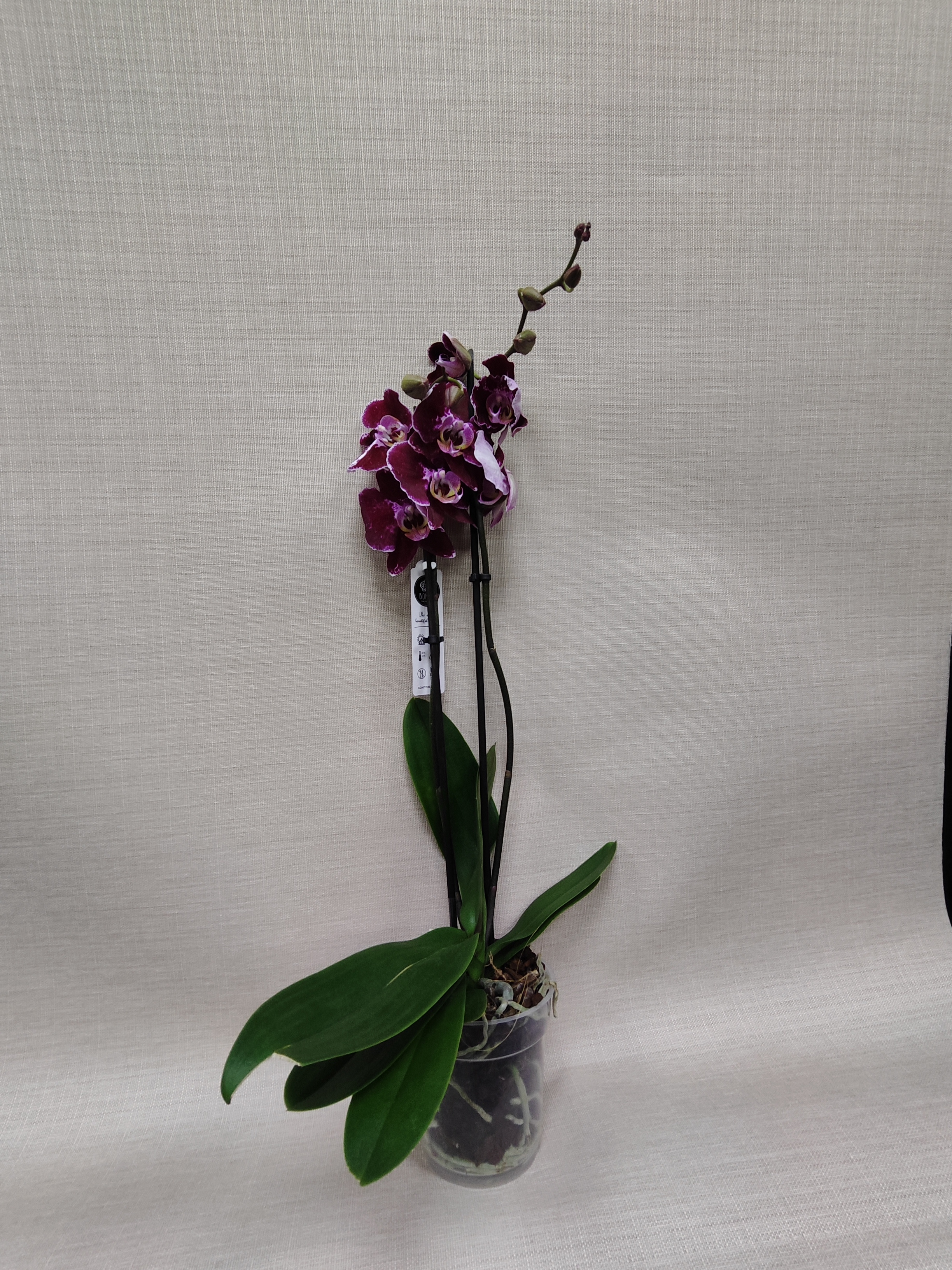 Фаленопсис #27