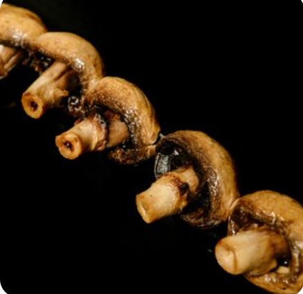 Шампиньоны на мангале