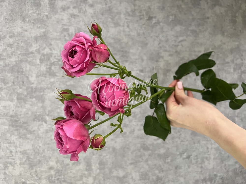 Кустовая пионовидная роза Мисти баблз