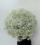 Букет цветов из 45 белых гипсофил, живые цветы под ленту, монобукет