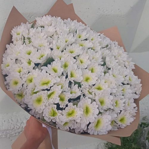 25 кустовых хризантем