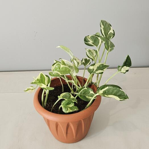 Сциндапиус Нджой