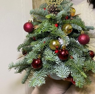 Живая ель из нобилиса