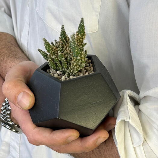 Кашпо с кактусом «Абстракция»