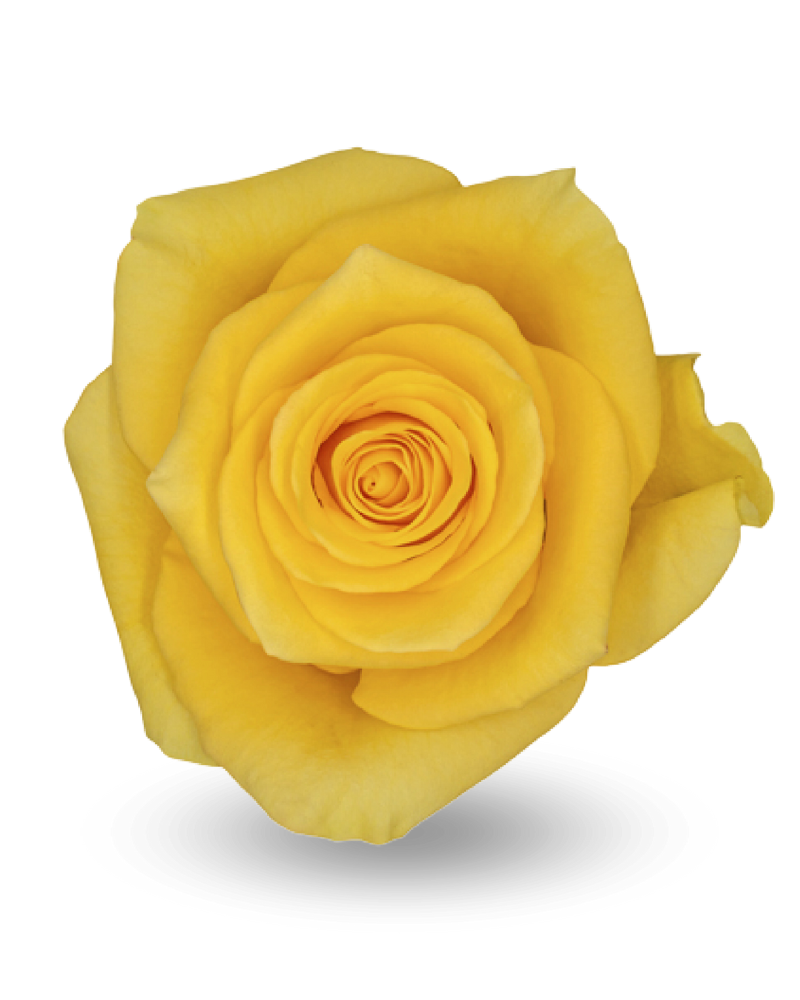 Роза «моментум»