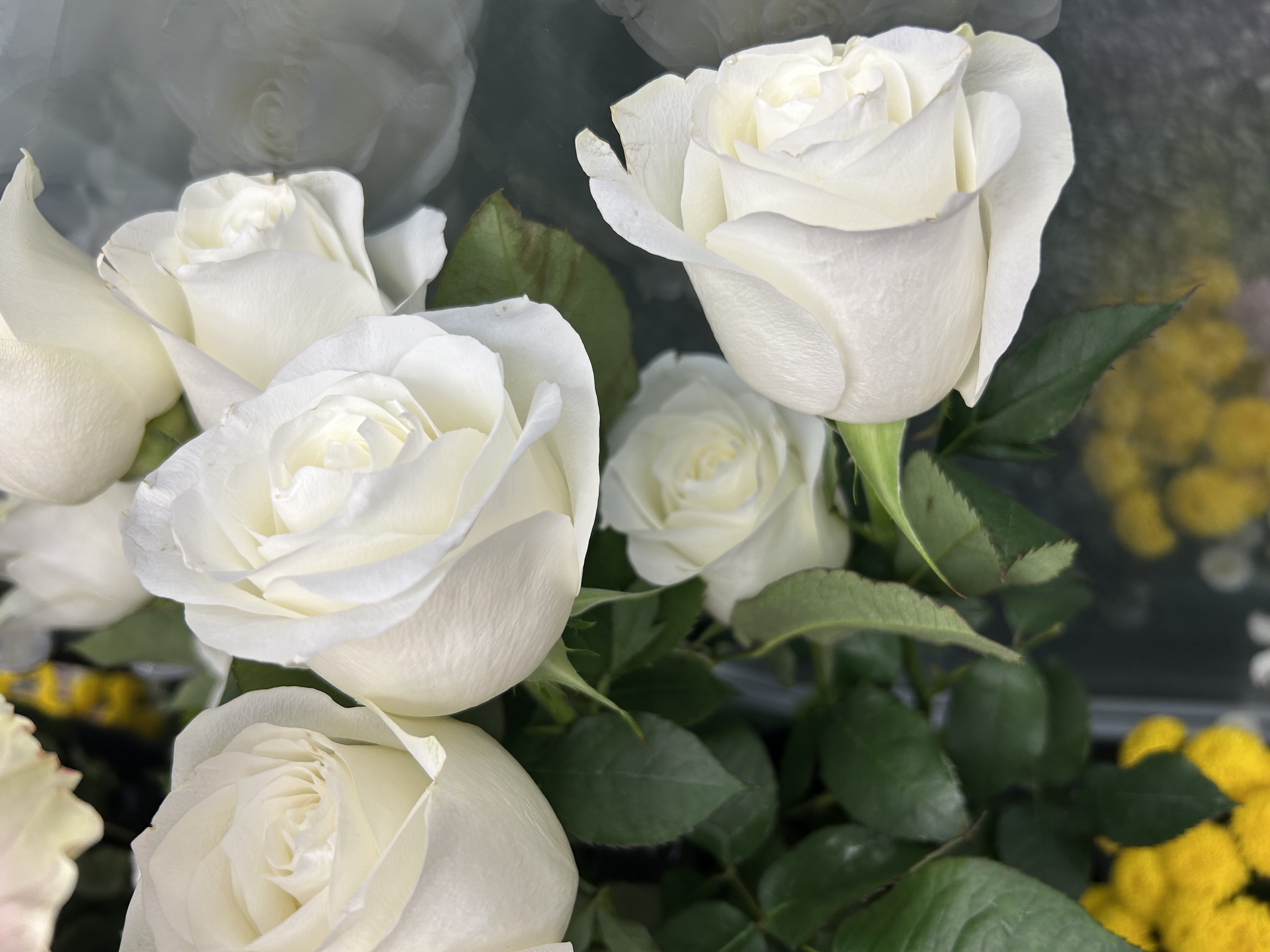 Букет из 5 белых эквадорских роз